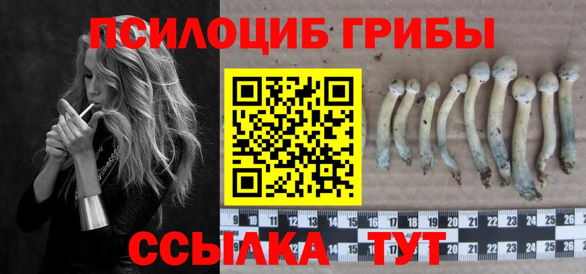 Псилоцибиновые грибы Psilocybe  Вход с VPN  Михайловск 